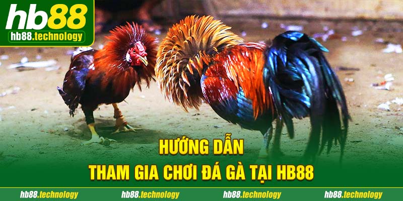 Hướng dẫn tham gia chơi đá gà HB88